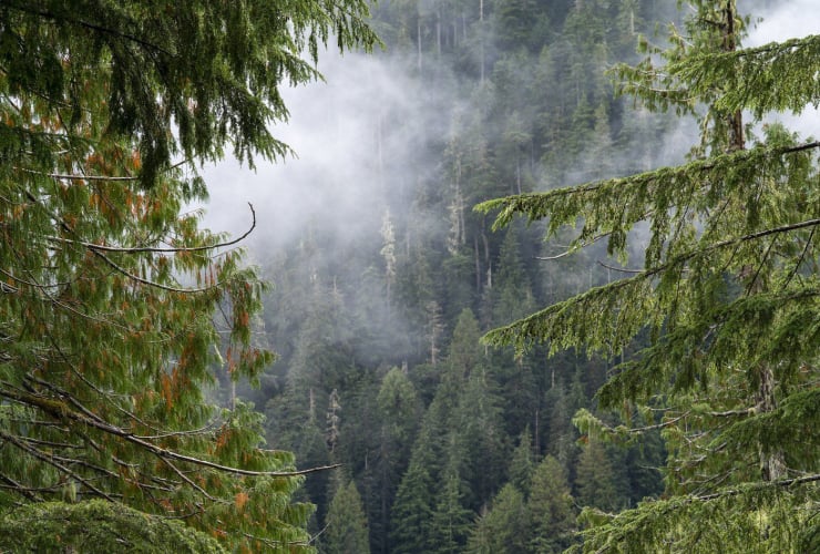 clouds, old-growth forest, Fairy Creek, Port Renfrew, B.C., 