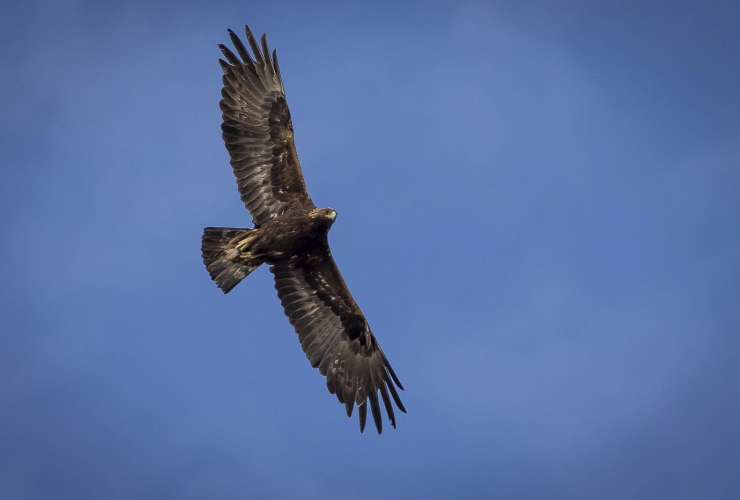 golden eagle, Box Elder County, Utah,