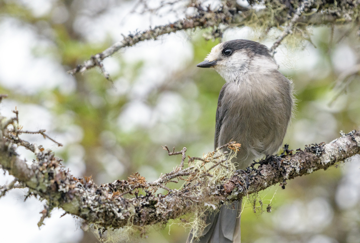 A small, light grey bird about the size of a robin sits on a tree branch covered in lichen