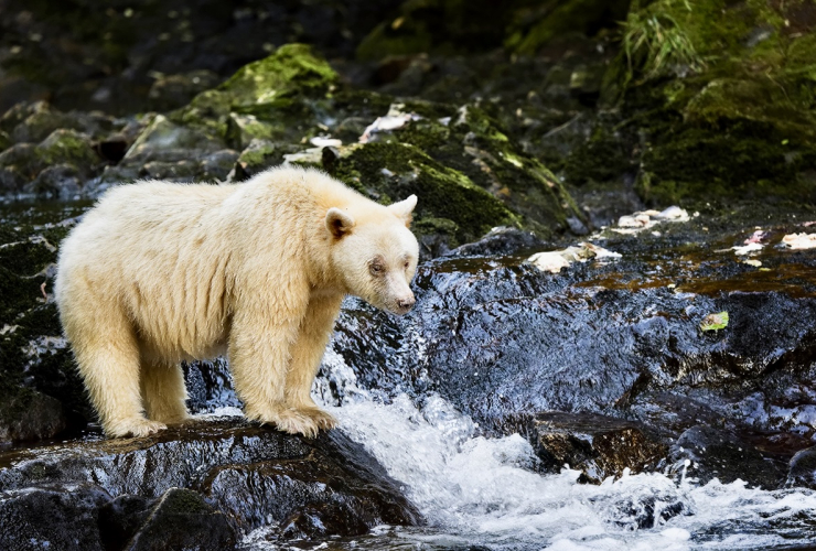 Photo of Spirit Bear by award-winning photographer Andrew S. Wright