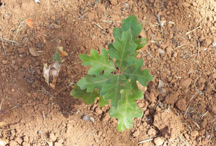 A single oak sapling photographed from a birdseye view against a backdrop of light brown, dry-looking dirt.