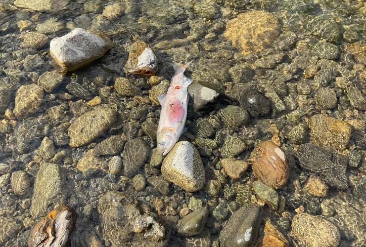 a dead salmon lies in the middle of a shallow stream