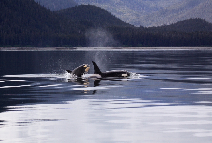 two orca whales in the water