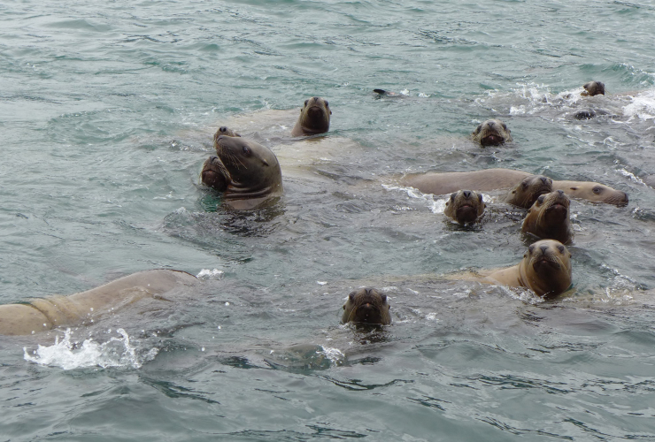 A herd of sea lions poke their heads out of the water