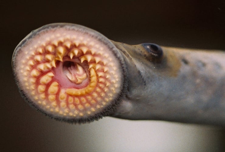 scary eel-like fish with a round sucker-like mouth and spiraling rows of sharp teeth