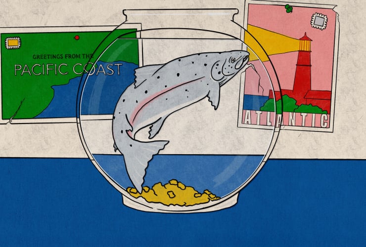 This is an illustration of a salmon in a fish bowl. Behind the fish bowl are two postcards: one says "Greetings from the Pacific Coast" and the other says "Atlantic," and has a red lighthouse image behind it. Both postcards have stamps.