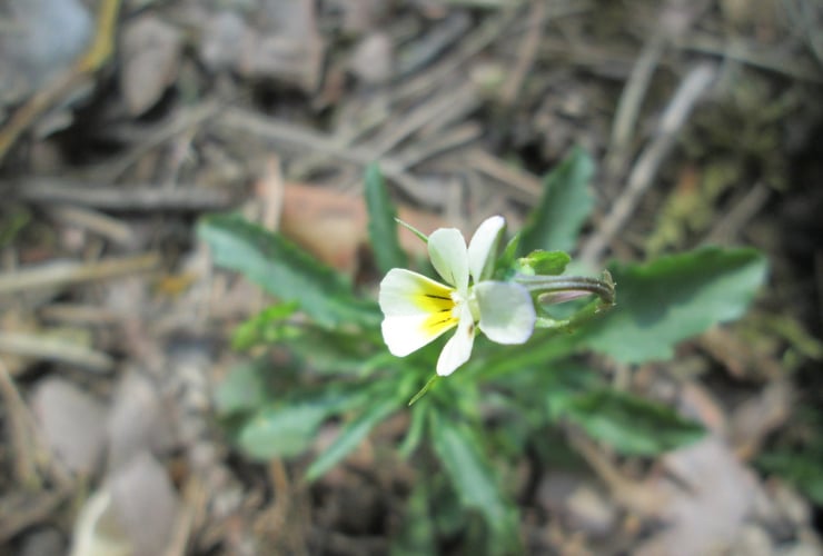 Field pansies, Viola arvensis, 