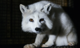 Fur-Bearers, fox farm, fox fur, mink farm, mink fur, fur industry, fur trade, animal cruelty
