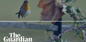 Listen to birdsong while you read this article