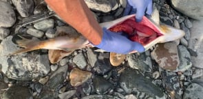 A salmon FULL OF EGGS died before spawning at pipeline construction site