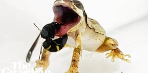 Tree frog spits out a male mason wasp after prick from its genitalia spikes