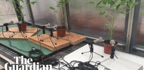 Scientists detect ultrasonic popping sounds from plants when they are deprived of water – audio