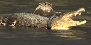 Indonesia offers reward for plucking tyre off giant croc's neck | AFP