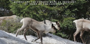 B.C.'s mountain caribou back from the brink
