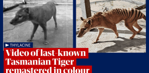 Tasmanian tiger: video footage of last-known thylacine remastered and released in 4K colour