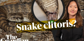 Why we only just found out about the snake clitoris