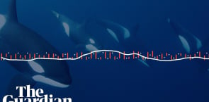 Recording of whales using three different vocal registers – audio