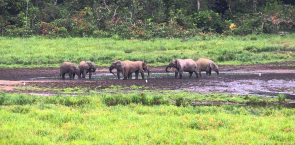 Forest Elephants in Ivindo National Park, Gabon