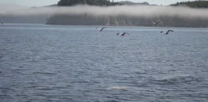 North Vancouver Island - Orcas, Totems and Grizzlies